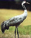 Crane